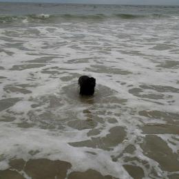 VZM.IMG952015083195190656