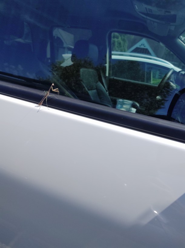 Praying Mantis